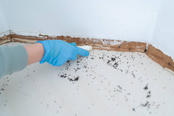 Best Ant Control Services  in Mino Tassajara, CA